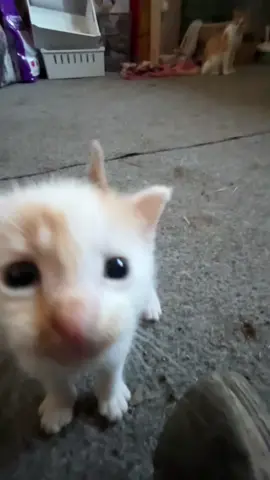 Replying to @neonsourawe || (she's not my own nor any of the other cats in this video. they're living at the stables i go to)