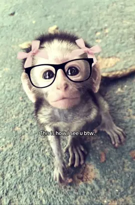 @𝒜 #monkey #affe #meme #gorilla #sister 