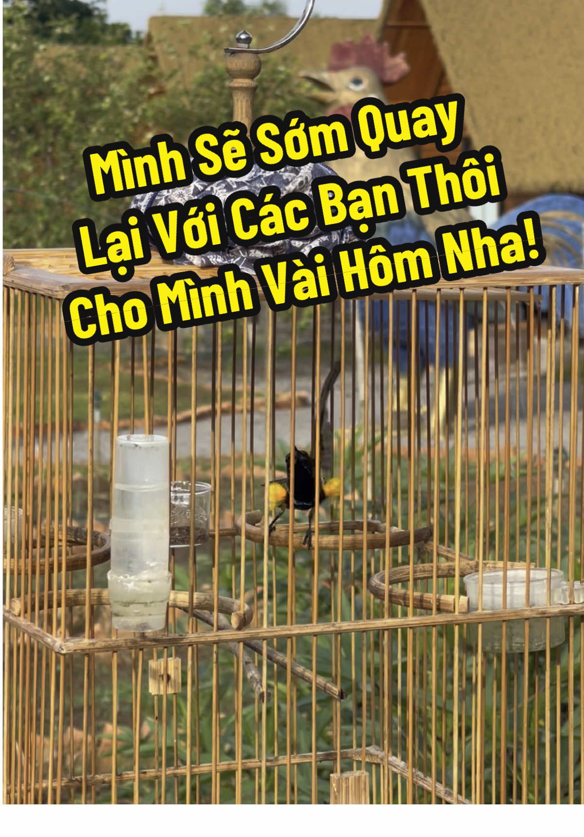 Mình đang thuần 1 số CB với 1 số cách mà Mình tham khảo của các bạn nước ngoài, có kết quả Mình sẽ chia sẻ cùng các Bạn. Đợi Mình Nha!#liemculi #liemmechim #cuocsongthuongngay #bird #birds #sogon 