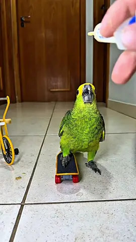 Parrots and Skateboarding #Skateboarding #skatelife #birds #parrotsoftiktok #ai #ia #parrots #parrotstiktok #aves #papagaio 