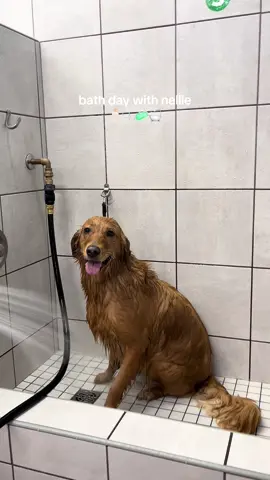 bath day with nellie! not her fav activity but always ends with treats  #goldenretriever #goldenretrieverlife #goldensoftiktok #goldenretrievers #dogmom #dogsofttiktok #dogtok 