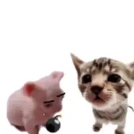 I think the pressure got to him.... #meme #foryou #cat #elgatito #fyp 
