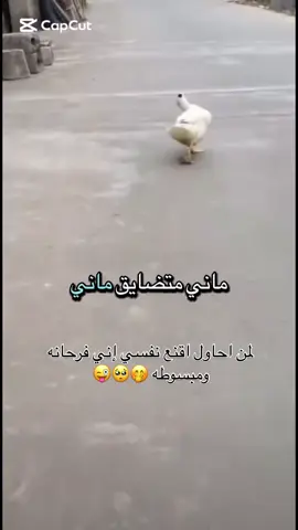 #🤔غريبه_الناس🤔 #🤣🤣🤣 #متابعه_ولايك_واكسبلور_احبكم #اكسبلور_تيك_توك #مشاهير_تيك_توك #مساء_الخير 