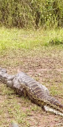 python after killing and swallow an adult impala #python #nature  #animalstanzania  #trendingreels  #serengeti #tanzaniatiktok    Credit@amospampy