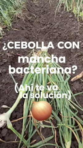 🌿 ¿Mancha por Stemphylium o bacterias en tu cebolla? Esto fue lo que aplicamos para recuperar el follaje, inducir raíces y mantener calidad de rabo 💪🧅 📌 Guarda este video, tómale captura y compártelo con quien también cultive cebolla. ¡Porque sí se puede producir bien, incluso con lluvias intensas y clima nublado! 💡 ¿Qué parte te interesa más: control foliar, bactericidas o nutrición postestrés? Te leo en los comentarios 👇 #Cebolla #CebollaParaRabo #Agricultura #AgroTips #ManejoFitosanitario   #CampoMexicano #Productores #ManchaPurpura #AlternariaPorri   #Cultivos #FollajeSano #AgrónomosDeTikTok #RaboPerfecto   #Fitosanidad #AgroConsejos #IngenieroAgrónomo #AgroViral  