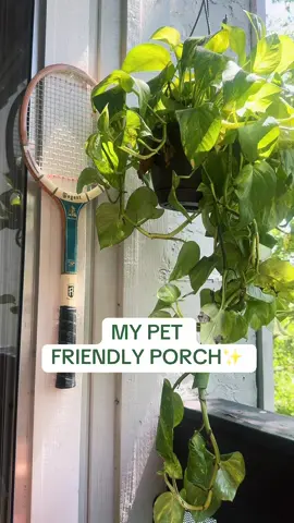 having these bins for my small pet waste was a GAMECHANGER👏🏻👏🏻👏🏻👏🏻 I love my balcony 🤍✨✨✨😆💋 #pets #guineapig #guineapigs #guineatok #fishtok #bettatok #fish #bettafish #pettok #petcreator #guineapigsoftiktok #guineapigcare #cuteguineapig #guineapigcage #petlover #porch #balcony #petfriendly #pets #pettok 