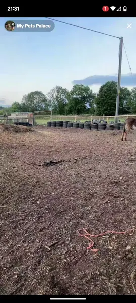 @My Pets Palace @Swearing Shepherdess #mypetsplace #mypetsplace #mypetsplace #mypetsplace #mypetsplace #mypetsplace #mypetsplace #mypetsplace #mypetsplace #mypetsplace #mypetsplace #mypetsplace #mypetsplace #mypetsplace #mypetsplace #mypetsplace #mypetsplace #mypetsplace #mypetsplace #mypetsplace 