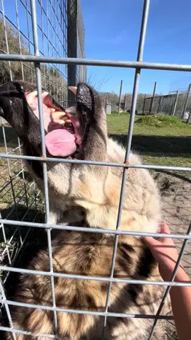 🤗 #hyena #hyenatok #spottedhyena #teefers #goliath #thatsthespot #zoo #zoolife #zookeeper 