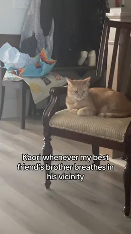 He’s just talking Kaori, fix yo face! #whywouldamanbethere #catsoftiktok #orangecat #orangecatsoftiktok #orangecatbehavior 