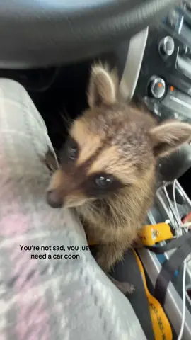 Car coon #fyp #raccon 