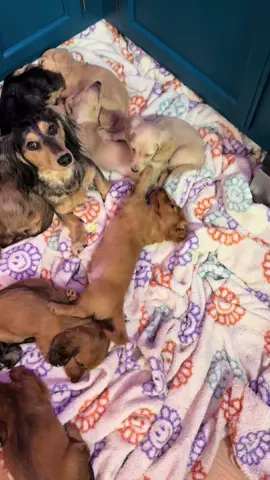 #dachshundpuppy #dachshund #wienerdog #sausagedog #miniaturedachshund #dachshundsoftiktok #cutepuppy #puppylife #dogparents #dogsoftiktok #fyp #viral #adorable #dachshundlife #puppytiktok 