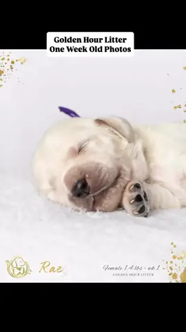 The sweet puppies from the Golden Hour Litter. Oh my goodness they are precious!❤️#robynsnestminigoldens #goldenhourlitterofrobynsnest#puppylove #dogsofinstagram #miniaturegoldenretrieversofinstagram #doglovers #puppiesofinstagram #minigoldensofinstagram