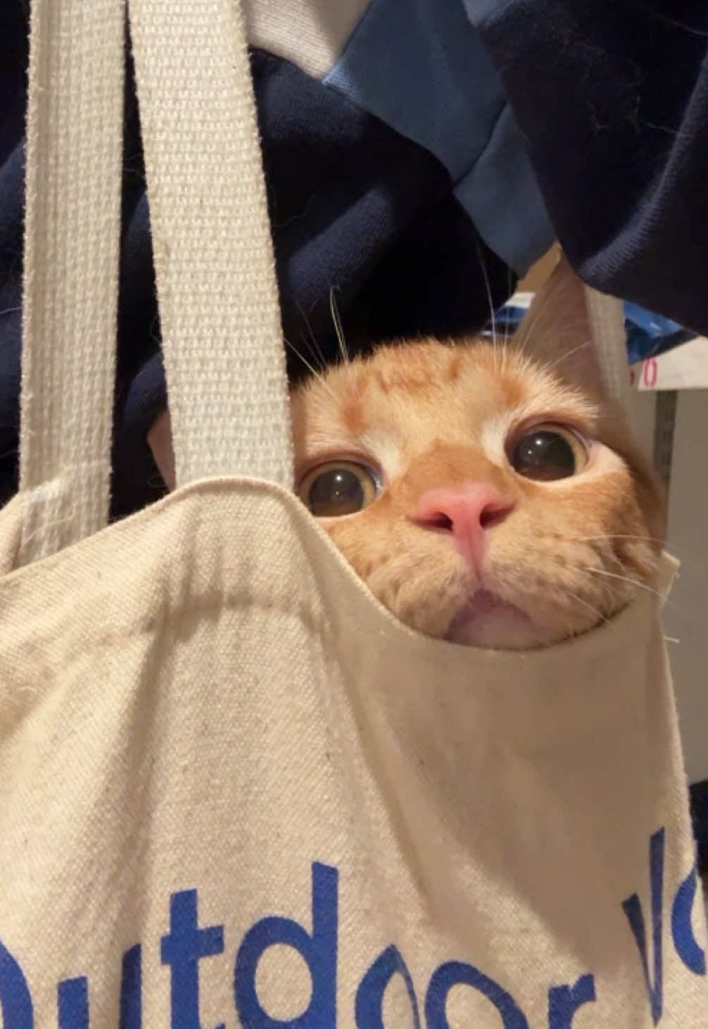Training mango to like being outside more #orangecats 