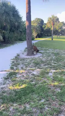 #dogsoftiktok #doghumor #dogbehavior #foryoupage #viralvideo #comedyvideo #treepooper #furryfriend 