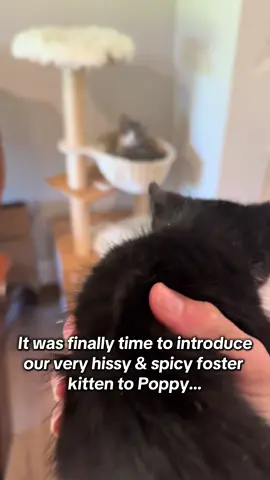 Sriracha’s first meeting with Poppy was more than I could have ever dreamt of. 🥹 Hearing her first purrs was a truly magical experience ❤️❤️ #cat #catlife #catsoftiktok #kitty #catlover #kittycat #kittensoftiktok #cattok #cats #catrescue #fostercat #fosterkitten #fostering #cute #cutecat #Love 