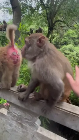 #monkeysoftiktok #monkey #smartmonkey 