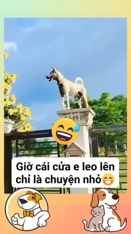 #giaitritiktok✅  #giaitritonghop  #giaitrihangngay  #vuivemoingay  #haihuoctiktok  #giaitritonghop  #đongvatdethuong  #cuoivuimoingay  #haihuocvuinhon  #🌟✨🌟✨🌟✨🌟✨🌟 