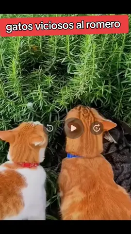 gatos viciosos 