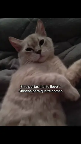 #fyp #gatos #really 