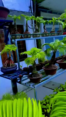 Dừa bonsai  #fyp #xuhuongtiktok #Dưabonsaisaigon 