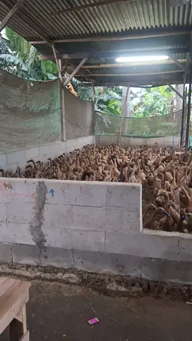 mantappp #usaha #bebek #kdm #karawang #farm 