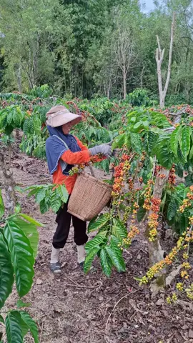 pejuang rupiah🫠 #viralvideo #beranda #trending #petanisukses #petaniindonesia🇮🇩🇮🇩🇮🇩🌿🌿 #petanikopi #berandatiktok #fpy 