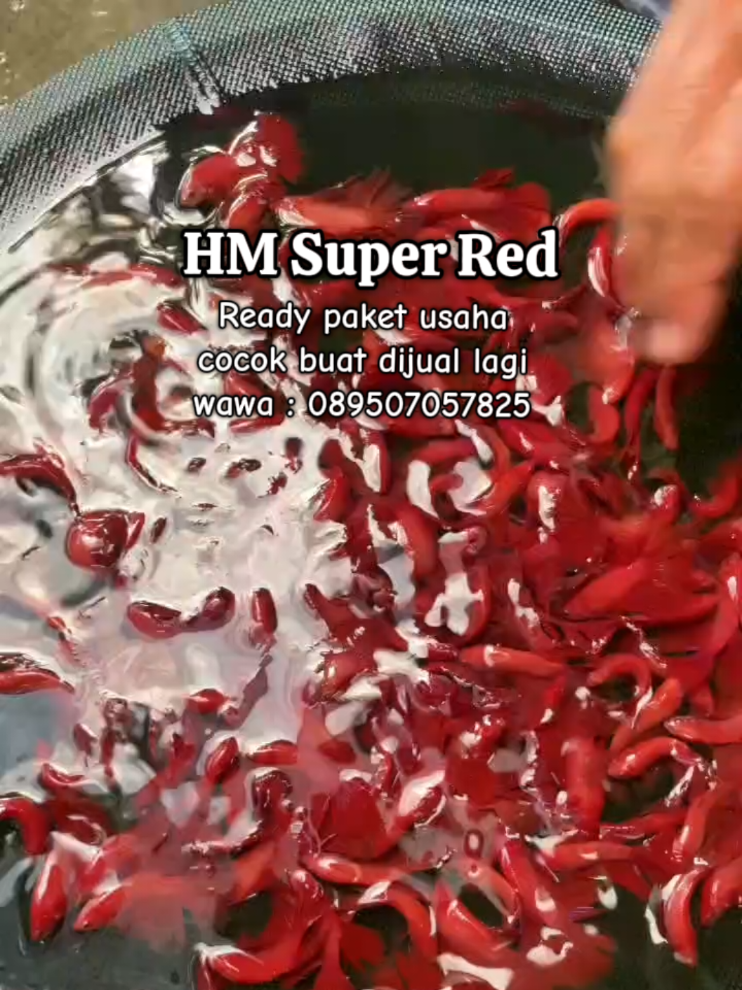 Cupang Halfmoon Super Red🔥 Stok banyak, grade A, kualitas oke buat yang hobi atau mau jual lagi! 💸 Harga petani, cocok buat partai/grosir ✅ Siap kirim ke seluruh Indonesia ✅ Cocok buat dijual lagi ✅ Harga lebih miring Yang minat langsung aja ke WA: 0895-0705-7825 Jangan tunggu kehabisan, Bang! 😎🐟 #cupanghalfmoon #cupangsuperred #ikanhiasmurah  #jualcupang  #cupangpartai  #aquascapeindonesia #jualikanhias 