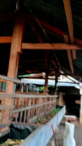 #peternakmuda #sobatngaret #