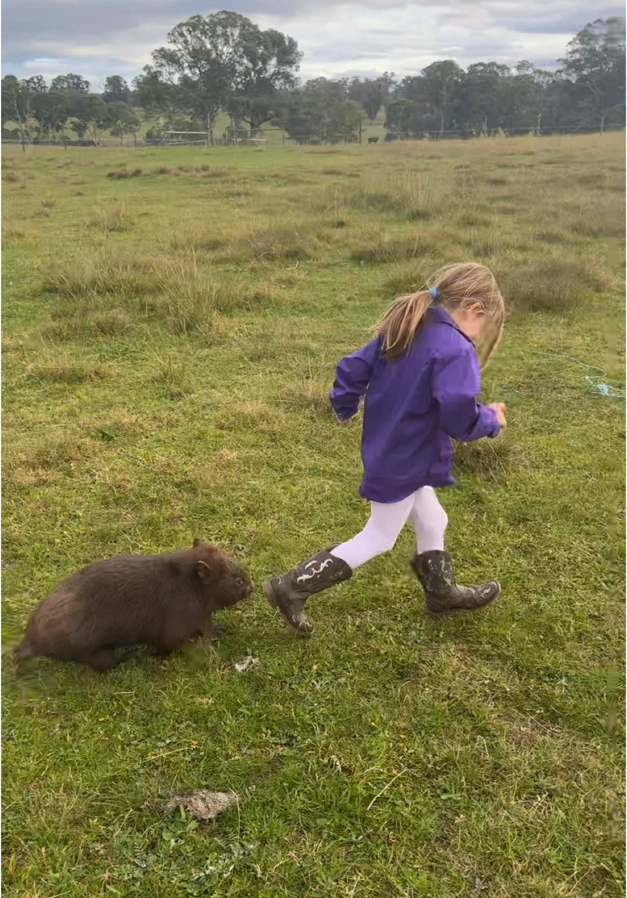 Just your average morning exercise routine — Ashlee getting in some laps around the dam with her personal wombat trainer, Rocco 🏃‍♀️🐾💪 He reckons he’s prepping her for cross-country… but we’re not sure if it’s more about the snacks at the finish line 🤣 Ashlee will probably be the first girl to run cross-country in a pair of cowgirl boots — who needs sneakers when you’ve got a wombat coach? 🤠 Doesn’t every country girl have a wombat as a personal trainer? Or is that just us and our slightly unhinged lifestyle 😂 After their big training sesh, Ashlee walks him back to his enclosure and tells him, “Stay in here, mate — this is where it’s safe,” …since Rocco Houdini’d his way out last night with a cheeky little tunnel escape. Digging holes and crushing goals — that’s our boy 🕳️❤️ #WombatWorkout #BushLife #AshleeAndRocco #CrossCountryCoach #CowgirlBootsAndWombats #WombatEscapeArtist
