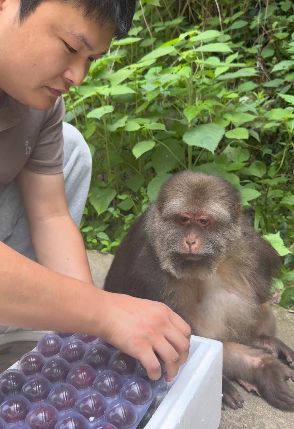 xingxing: what are we eating today? #monkey #monkey #xingxing #cute #lovely 