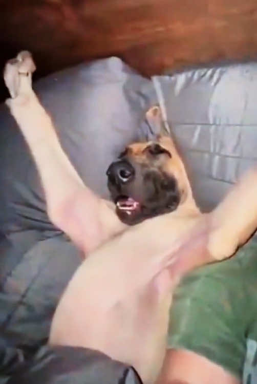 Dog who are tired from working overitime at home #fyp #foryou #animals #funnyvideos #dogsoftiktok #dog #music 