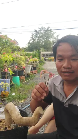 ghép đọt non hoa giấy #ConSantanderConecto #xuhướng #trend #livehighlights #challenge 