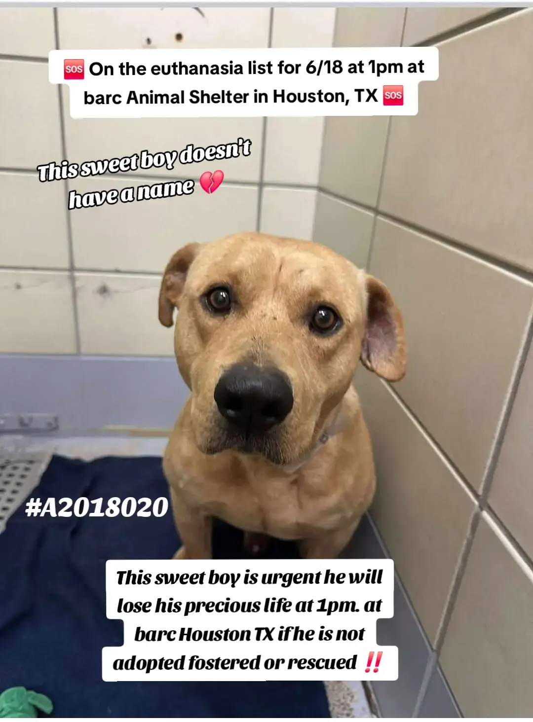 🆘 On the euthanasia list Wednesday, 6/18🆘   ⏰ This boy must have a hold no 𝗹𝗮𝘁𝗲𝗿 𝘁𝗵𝗮𝗻 1pm or he will lose his life.🥺 We need pledges and a local foster for a rescue to help.💰🏡 🚩Please do not honor pledges until the post has been updated with rescue information and a freedom picture. Please reach out with any questions or concerns 💙🐶- #A2018020  6/10 Stray | Staffie Mix | Male | 3Y | 57lbs | HW High+ 💜 𝗩𝗼𝗹𝘂𝗻𝘁𝗲𝗲𝗿 𝗡𝗼𝘁𝗲𝘀  This sweet boy Is so quiet in his kennel. I felt so bad he didn’t move when i came in until he saw the puppy patty. He perked up, and lifted his head. He ate the patty gently.  I felt so bad for him hes so slow moving. You can tell hes shut down in hiss kennel. He had the saddest eyes. Pure soul. And when i left he was trying to follow me with his sad eyes.. 📝 𝗦𝗵𝗲𝗹𝘁𝗲𝗿 𝗡𝗼𝘁𝗲𝘀: 6/11 Tail tucked in, tensed body, whale eyes, low growling. Placed a leash he plotted on the floor. i try to muzzle he started thrashing. Walked behind him into a new kennel 6/12 dog was in kennel soft face, neutral body and tail tapping. Moved to next clean kennel, loose leash, semi-tense body and pulled back ears. 6/15 Dog was laying down in the back of the kennel curled up, tense. I leashed and tossed treats which he went for the hotdogs. I let him roam in the runs however he was running and darting from me. Not taking the treats, would still run if i was showing my side. 6/16 Dog lying curled on blanket, tense, worried expression watching my hand place leash on. Scurried out on tight leash, ears back and scanning surroundings. Let loose in runs to clean kennel, but when I returned was evasive, backing away and then darting around me to far side of run. Had to lasso leash on and he pulled back on leash, tight leash behind me. 🚑𝗠𝗲𝗱𝗶𝗰𝗮𝗹 𝗡𝗼𝘁𝗲𝘀: 06/13/25 10:36 Dog is eating, but regurgitated its food. Placing on tech eval to monitor if vomiting continues. Can be removed from tech eval if it was a one time occurrence. 06/13/25 10:36 Dog is eating, but regurgitated its food. Placing on tech eval to monitor if vomiting continues. Can be removed from tech eval and placed back on heartworms condition if it was a one time occurrence. 📌 Please contact BARC if you are local and can help! Neither BARC nor the page can assist out of state adoption or foster offers. We are NOT the shelter. 💌 𝗔𝗹𝗹 𝗵𝗼𝗹𝗱𝘀 𝗠𝗨𝗦𝗧 𝗯𝗲 𝗶𝗻 𝘄𝗿𝗶𝘁𝗶𝗻𝗴, 𝘀𝗼 𝗽𝗹𝗲𝗮𝘀𝗲 𝗱𝗼 𝗻𝗼𝘁 𝗖𝗮𝗹𝗹. 𝗜𝗳 𝗟𝗼𝗰𝗮𝗹 𝗮𝗻𝗱 𝗶𝗻𝘁𝗲𝗿𝗲𝘀𝘁𝗲𝗱 𝗶𝗻 𝗙𝗼𝘀𝘁𝗲𝗿𝗶𝗻𝗴 𝗼𝗿 𝗔𝗱𝗼𝗽𝘁𝗶𝗼𝗻, 𝗲𝗺𝗮𝗶𝗹 𝗮𝗹𝗹 𝗯𝗲𝗹𝗼𝘄:  barcfoster@houstontx.gov barcadoptions@houstontx.gov BARC.Aid@houstontx.gov 𝐏𝐥𝐞𝐚𝐬𝐞 𝐮𝐬𝐞 𝐭𝐡𝐞 𝐚𝐧𝐢𝗺𝐚𝐥’𝐬 𝐬𝐞𝐯𝐞𝐧 𝐝𝐢𝐠𝐢𝐭 𝐈𝐃 𝐧𝐮𝗺𝐛𝐞𝐫 𝐰𝐡𝐞𝐧 𝐜𝗼𝐧𝐭𝐚𝐜𝐭𝐢𝐧𝐠 𝐭𝐡𝐞 𝐬𝐡𝐞𝐥𝐭𝐞𝐫. 📍BARC Animal Shelter  3200 Carr St Houston, TX 77026 www.houstontx.gov Please message @To New Beginnings if you can help 🙏  #adopt #foster #rescue #fosteringsaveslives #houston #adoptdontshop #fyp #dogsoftiktok 