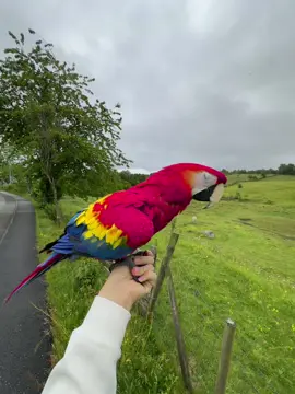 My beby🤩 #scarletmacaws #scarletmacaw #macaw #macawsoftiktok #macaws #parrot #bird 