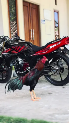 sijago merah X ss merah #ninjass #ayambangkokindinesia 
