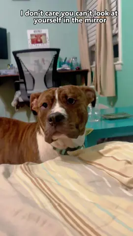 Dog: I need to make sure my nose is still there.  #fyp #dog #dogs #doglover #dogsoftiktok 