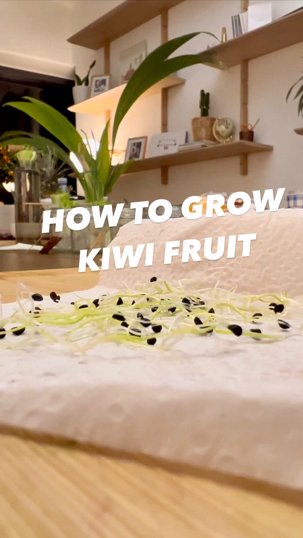 How to grow kiwi fruit in your backyard! 🥝😲 #lifehacks #plantsoftiktok #kiwi #gardening #DIY 