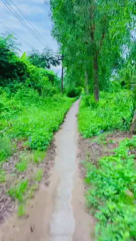 Đường này đi nhậu về thì xong luôn🤣#chill #camau #xuhuongtiktok #xuhuong #fypシ゚ 