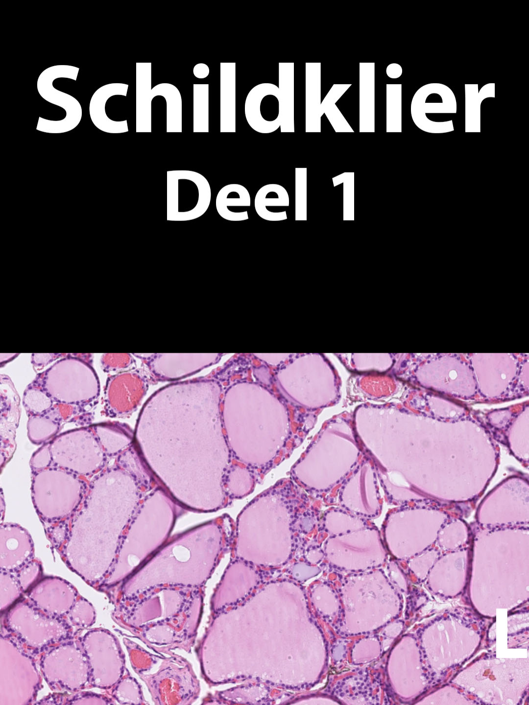 Schildklier, wil je nog iets anders zien? Laat het weten in de comments! #geneeskunde #school #uitlegvideo #kanker #biologie #histology #fyp #educational #education #schildklier #schildklierklachten #hals #nek #hormonen #hormones