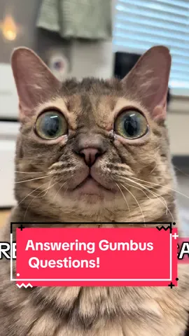 Answering your Gumbus questions!  #fyp #foryoupage #Gumbus #rescuekitten #kittensoftiktok #rescuecat #catsoftiktok 