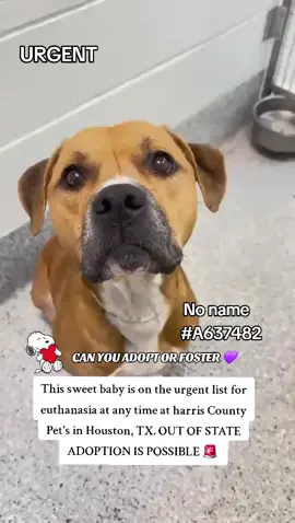 Please apply @savinghoustonspets  No name is on the urgent list for euthanasia ☠️ at any time ⏰️ at harris County Pet's in Houston TX. This sweet boy needs to be adopted or fostered to save his life ‼️  No name  #A637482  OUT OF STATE ADOPTION IS POSSIBLE.  Please message me if you have any questions.  📍Address  Harris County Pet's shelter.  612 Canino Rd in Houston TX  #adopt #foster #rescue #fosteringsaveslives #houston #dogsoftiktok #fyp #shareifyoucare #adoptdontshop #resuedogarmy 