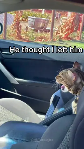 My cat thought I left him 🤓#cat#funnyvideos#fyp 