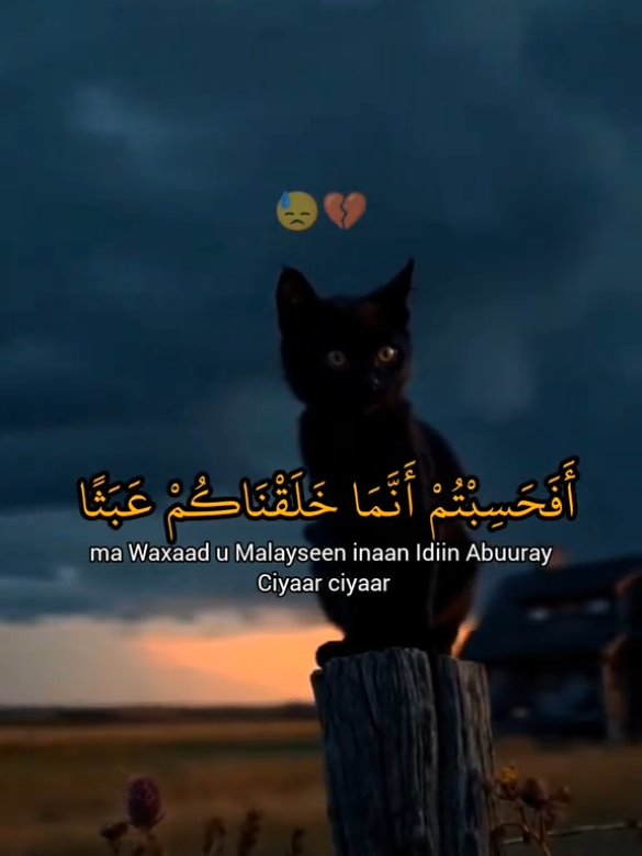 تلاوه خاشعه للقاري  محمد المحسني  #القران_الكريم #abuumansuur69 #somalitiktok 