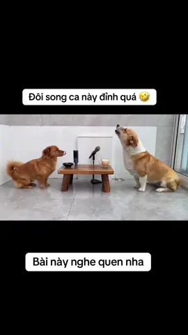 Ai biết bài hát tên gì không#chó #dog #cún #pet #cười #trend #hàihước #vuinhon #trending 