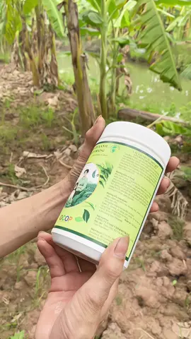 Bột chuối xanh tốt nhất hiện nay #tambaotrang #botchuoi #botchuoitieuxanh #botchuoitay #hottiktok #thịnhanh 