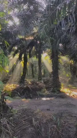 pemandangan yang tak pernah terpikirkan sebelumnya, ternyata membawaku sejauh ini#fyp #senjasawit 
