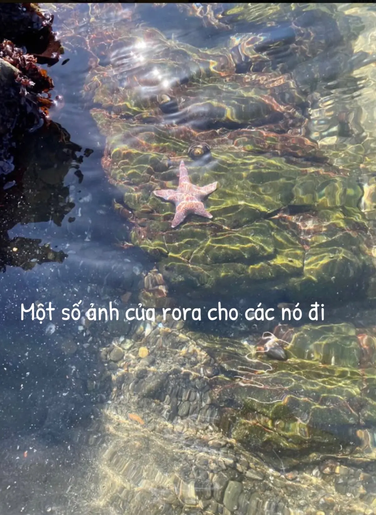 Cho các nó nha#rora🤎 