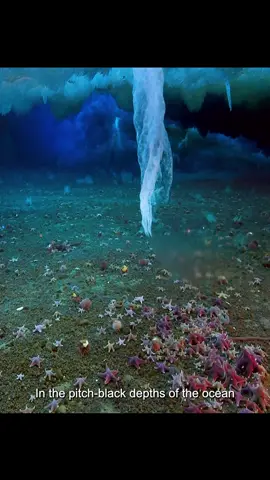 The world beneath the Antarctic ice #animals #wildlife #glacier #part3 