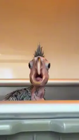 Hello. This is Daniel Larson. @San Antonio Zoo #daniellarson #daniellarsonfans #meme #bird #funny #edit #fyp #fypシ #fypシ゚viral #viral #viralvideo #trendingsound 