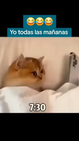 #jajaja  #risa  gracioso 😂😂😂😂  el #gato 